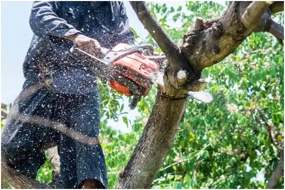 tree services Newberry